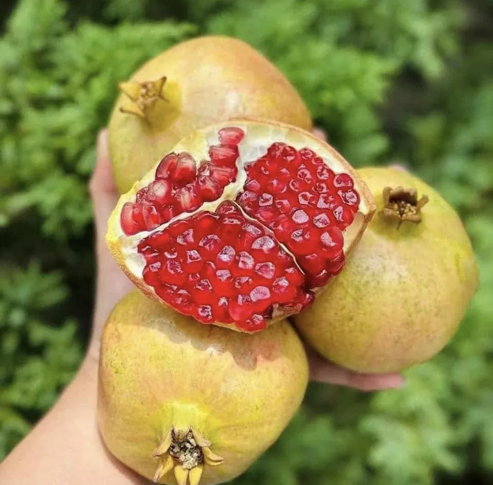 Lựu chứa nhiều chất chống oxy hóa, vitamin C và K, kali giúp chống lại các gốc tự do và tăng cường hệ thống miễn dịch. Ảnh: PHƯƠNG LÊ. Tăng cường khả năng miễn dịch trong mùa mưa bằng những loại trái cây này.jpg