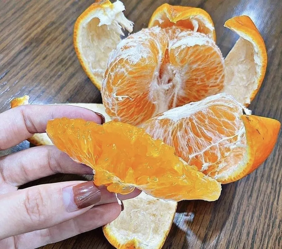 Vỏ quả cam không chỉ giúp tiêu diệt gián trong nhà bếp mà nó còn sử dụng để đánh bóng thép không gỉ và làm chất tẩy rửa lò vi sóng. Ảnh: PHƯƠNG LÊ. Những lợi ích bất ngờ của vỏ quả cam ít ai biết.jpg