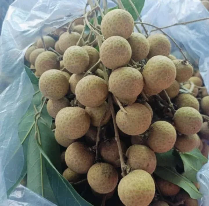 Tiêu thụ nhãn có nhiều lợi ích cho sức khoẻ vì nó chứa nhiều chất dinh dưỡng, chẳng hạn như vitamin C, kali và sắt có thể hỗ trợ sức khỏe tổng thể. Ảnh: PHƯƠNG LÊ. Lợi ích sức khỏe của việc tiêu thụ nhãn.jpg