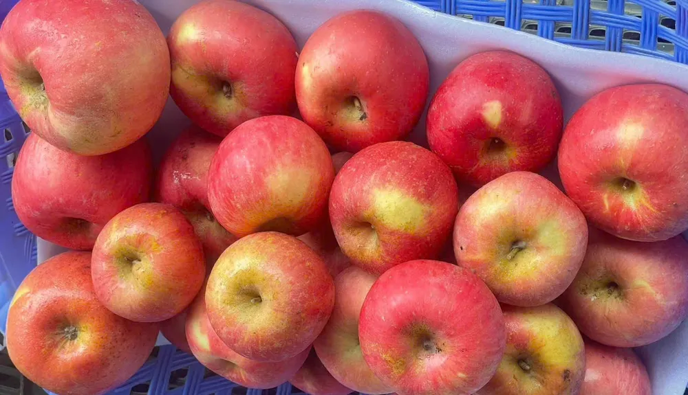 Ăn trái cây có thể trì hoãn chứng trầm cảm ở tuổi già.jpg