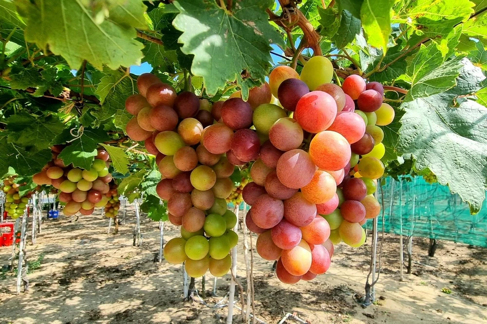 Ăn những thực phẩm này là nguồn thuốc chống ung thư tự nhiên.jpg