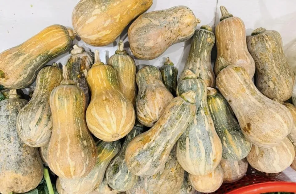 Ăn bí đỏ không chỉ ngon và bổ dưỡng mà còn chứa nhiều chất dinh dưỡng. Ảnh: PHƯƠNG LÊ. 4 lợi ích sức khỏe của việc ăn bí đỏ.jpg