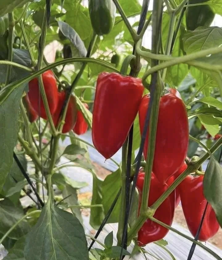 Lợi ích sức khoẻ của việc ăn ớt.jpg