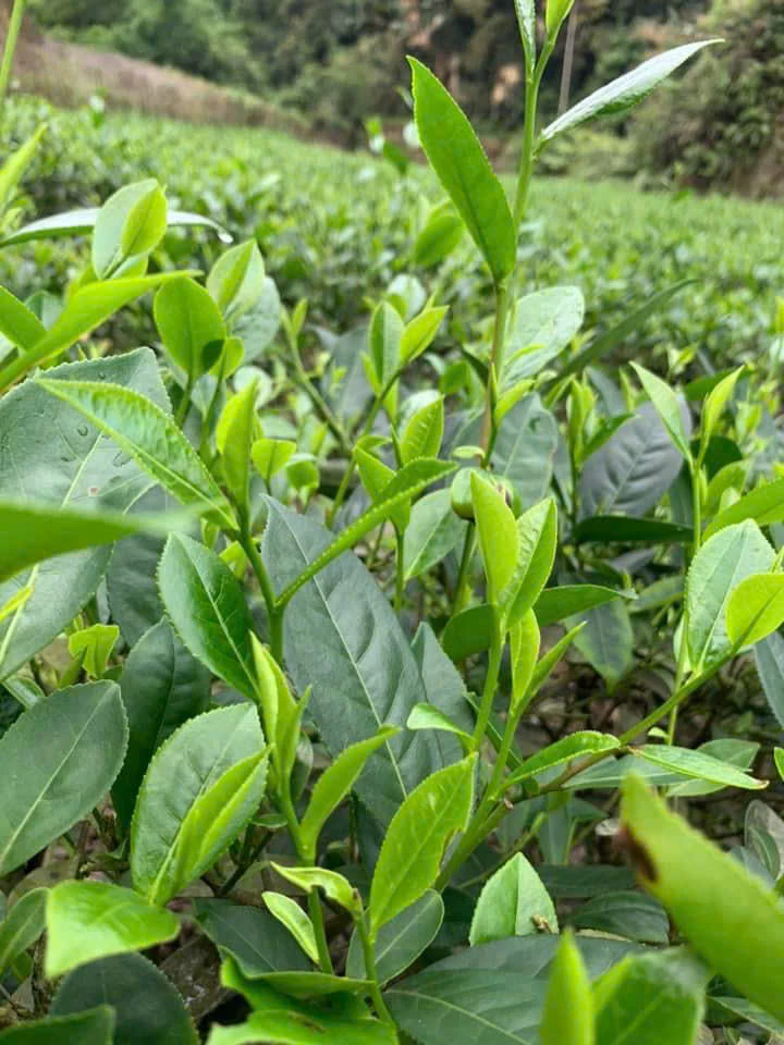 Trà xanh và trà đen loại nào tốt cho sức khỏe hơn?.jpg