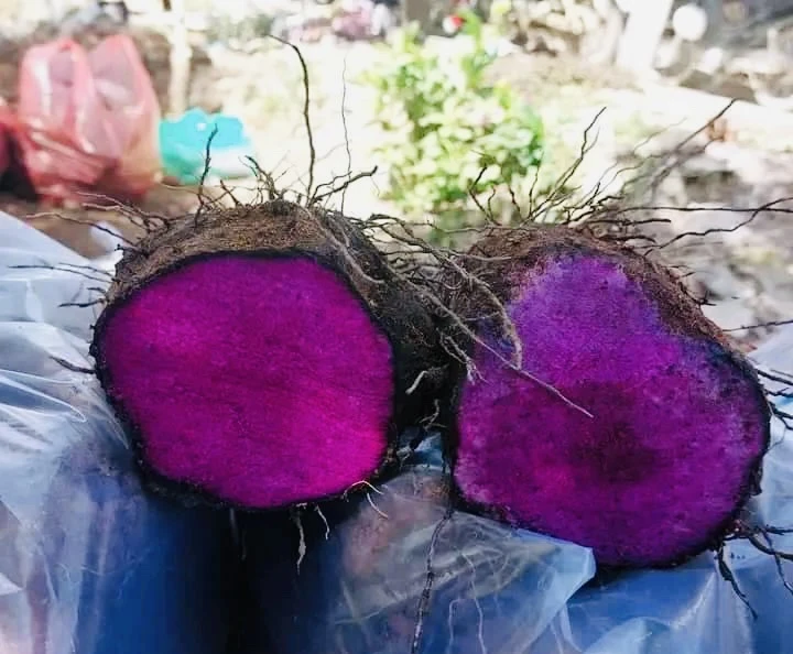 Khoai mỡ tím: Siêu thực phẩm cho sức khỏe.jpg