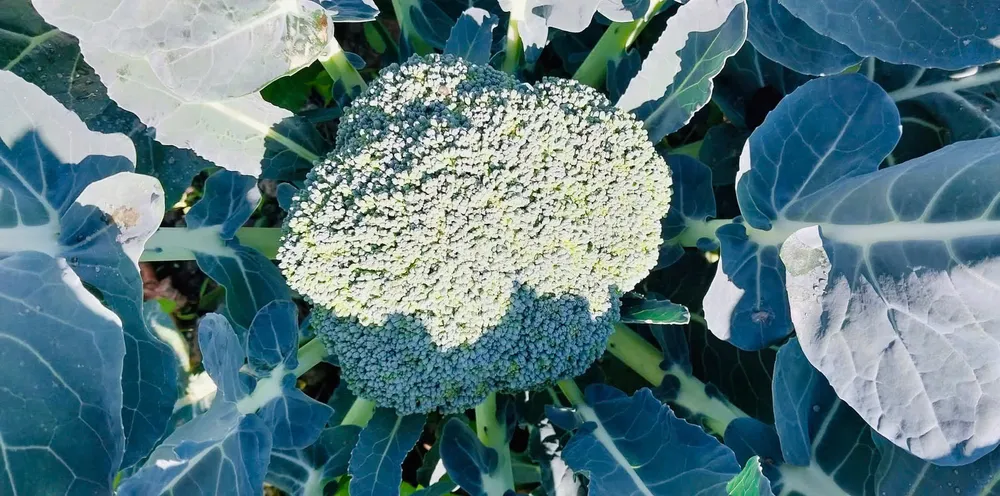 6 thực phẩm giàu vitamin K cho tim mạch và miễn dịch khỏe mạnh.jpg