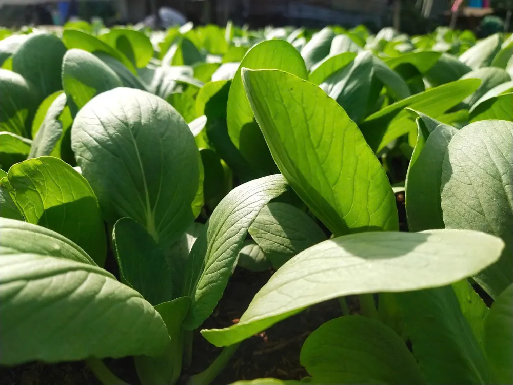 Ăn thực phẩm hữu cơ có thực sự làm giảm nguy cơ ung thư của bạn không?.jpg