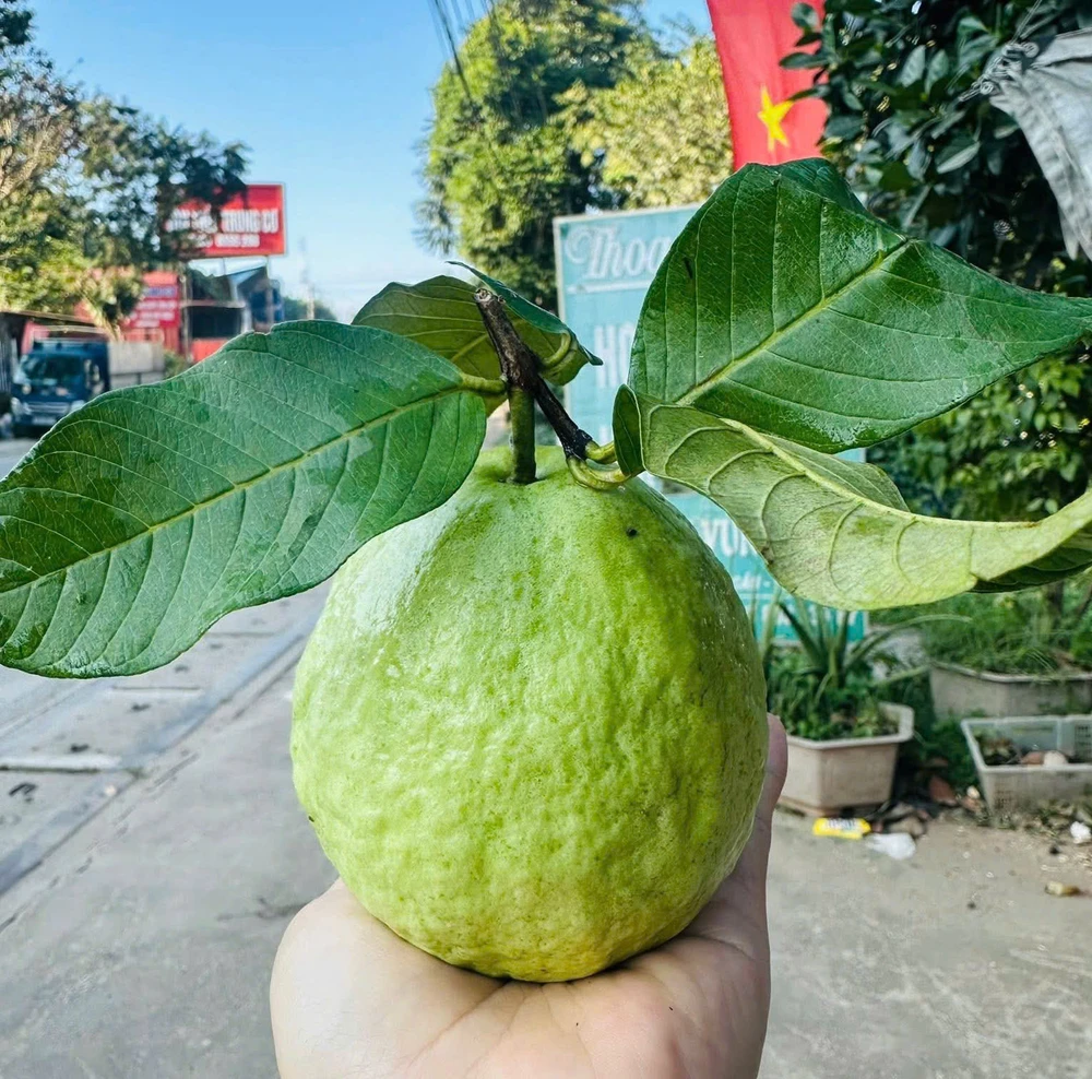 6 lý do bạn nên 'ăn ổi khi bụng đói' mỗi sáng.jpg