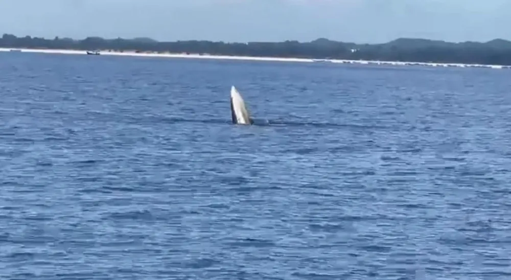 Cá voi bất ngờ xuất hiện ở vùng biển đảo Vĩnh Thực, TP Móng Cái. Ảnh: Ngư dân cung cấp