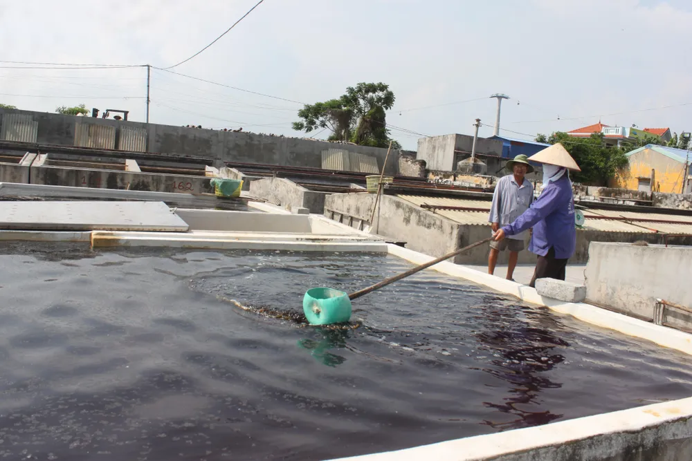 Phải đem chượp đi phơi nắng, thỉnh thoảng đánh đảo đều cho ngấu. Phải đem chượp đi phơi nắng, thỉnh thoảng đánh đảo đều cho ngấu.