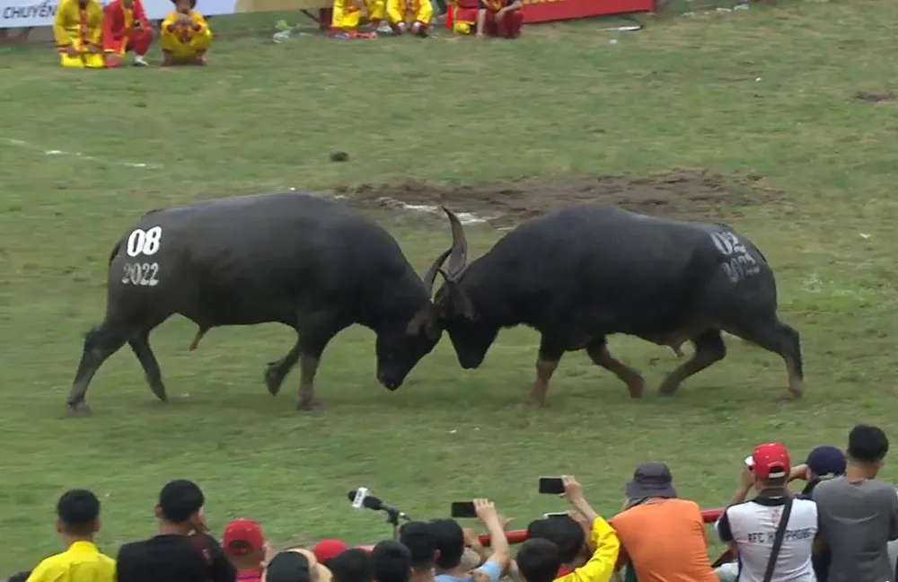 Pha thi đấu gay cấn của trâu số 8 và trâu số 2. Ảnh CTV