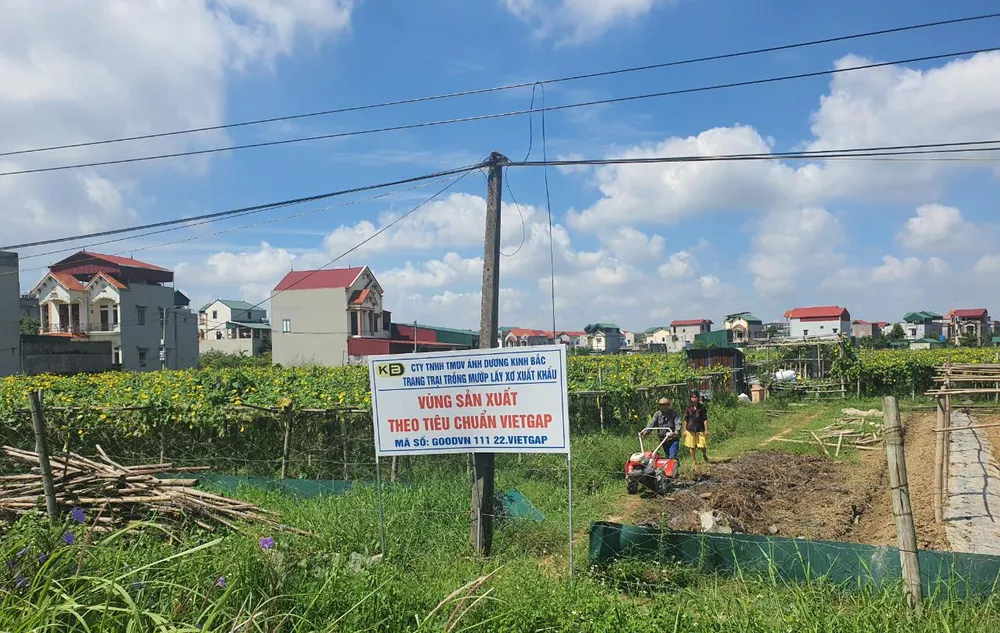 Vùng trồng nguyên liệu mướp lấy xơ theo tiêu chuẩn VIETGAP. Ảnh LÊ ĐỒNG Vùng trồng nguyên liệu mướp lấy xơ theo tiêu chuẩn VIETGAP. Ảnh LÊ ĐỒNG