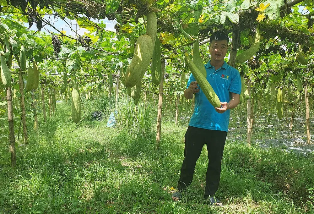 Mướp là loài rau quả phổ biến, thường chỉ có giá trị để ăn khi vừa tới, còn già xơ là đồ bỏ. Nhưng trong dự án này, mướp già cho nhiều xơ lại là mục tiêu. Ảnh LÊ ĐỒNG Mướp là loài rau quả phổ biến, thường chỉ có giá trị để ăn khi vừa tới, còn già xơ là đồ bỏ. Nhưng trong dự án này, mướp già cho nhiều xơ lại là mục tiêu. Ảnh LÊ ĐỒNG