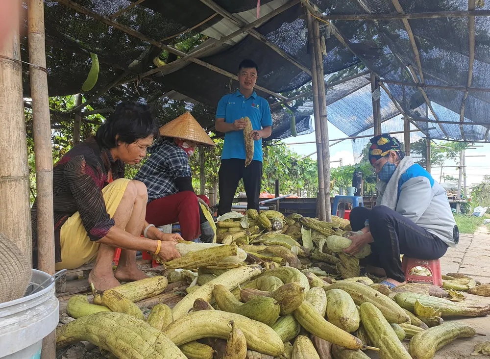 Mướp già, vỏ tách rời khỏi ruột xơ là lúc thu hoạch. Trong ảnh, công nhân bóc tách vỏ mướp để lấy xơ. Ảnh LÊ ĐỒNG Mướp già, vỏ tách rời khỏi ruột xơ là lúc thu hoạch. Trong ảnh, công nhân bóc tách vỏ mướp để lấy xơ. Ảnh LÊ ĐỒNG