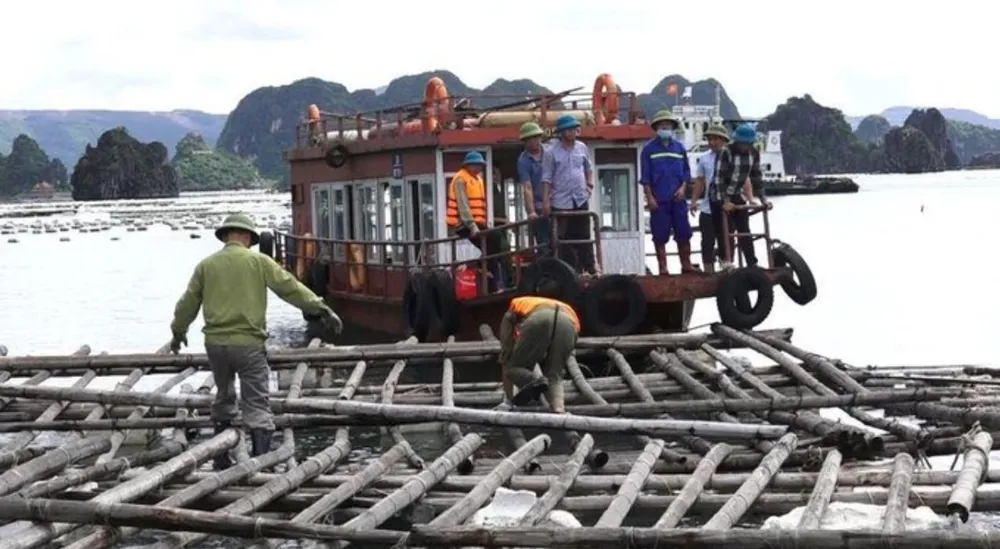 Lực lượng chức năng tháo dỡ, cưỡng chế khu vực nuôi trồng thủy sản trái phép trên vùng biển TP Cẩm Phả. Ảnh CTV Lực lượng chức năng tháo dỡ, cưỡng chế khu vực nuôi trồng thủy sản trái phép trên vùng biển TP Cẩm Phả. Ảnh CTV