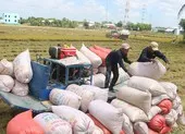 Chính thức kiến nghị cho xuất khẩu gạo bình thường, bỏ quota