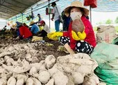 Khẩn trương đàm phán thống nhất với Trung Quốc giảm tỷ lệ kiểm dịch ảnh 1 Thanh long, chuối… tắc đường sang Trung Quốc