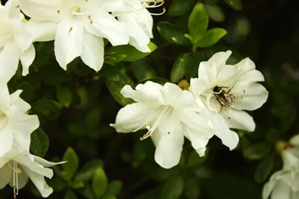 Cách lấy mật ong nguy hiểm nhất thế giới ảnh 20