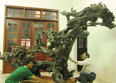 Kỳ lạ: nhặt được gốc cây "mục" tiền tỷ ảnh 1