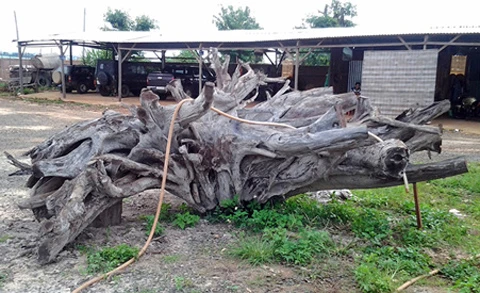 Kỳ lạ: nhặt được gốc cây "mục" tiền tỷ ảnh 2