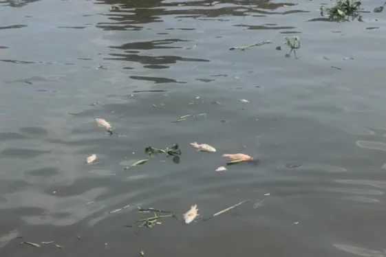 Cá chết nổi nhiều ngày bắt đầu phân hủy Cá chết nổi nhiều ngày bắt đầu phân hủy