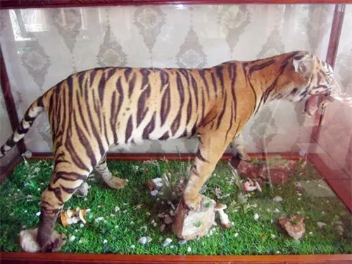 Tiêu bản hổ Đông Dương (Panthera tigris) Tiêu bản hổ Đông Dương (Panthera tigris)