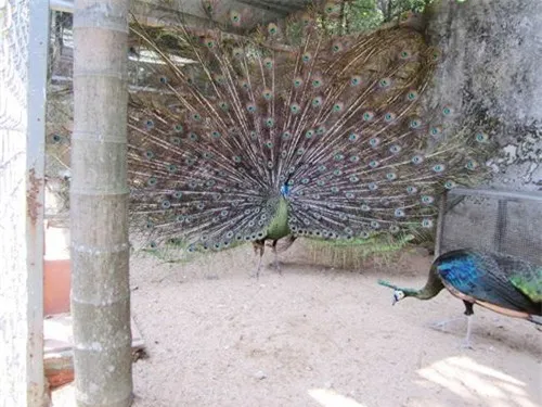 cùng chim công (Pavo muticus) cùng chim công (Pavo muticus)