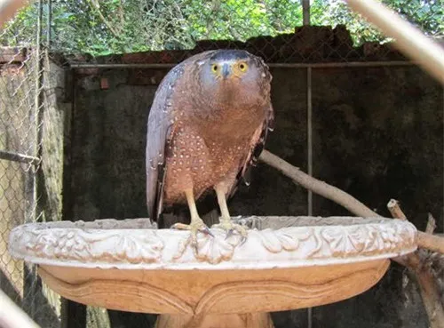 diều hâu (Milvus migrans) diều hâu (Milvus migrans)