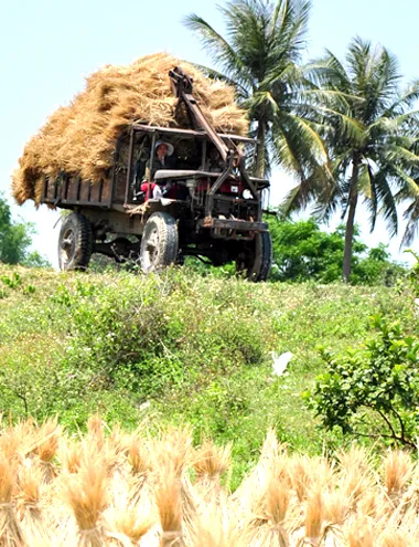 Thương lái chở rạ ngược xuôi trên quốc lộ 1A đoạn đi qua huyện Đức Phổ.Ảnh:Trí Tín. 18-4-Anh-2-Ban-rom-ra.jpg