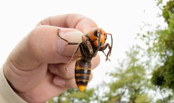 Vận động viên golf “phát điên” khi bị ong khổng lồ tấn công ảnh 1