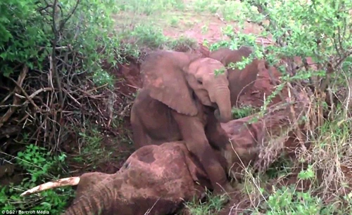 Voi con không chịu rời xác mẹ