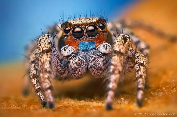Chùm ảnh về loài nhện nhảy đẹp độc đáo ảnh 13