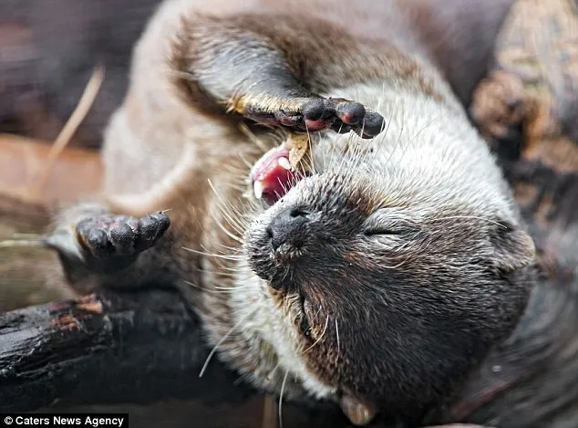 Kỳ lạ: Con rái cá chắp tay “cầu nguyện” trước bữa ăn ảnh 1 Kỳ lạ: Con rái cá chắp tay “cầu nguyện” trước bữa ăn ảnh 1