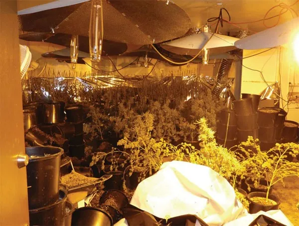 Hoa hậu phu nhân gốc Việt lãnh 3 năm tù vì trồng cần sa ảnh 1