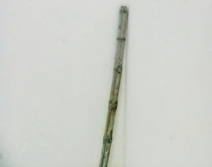 Sốc: Cháu dùng gậy đánh chết bà nội ảnh 2