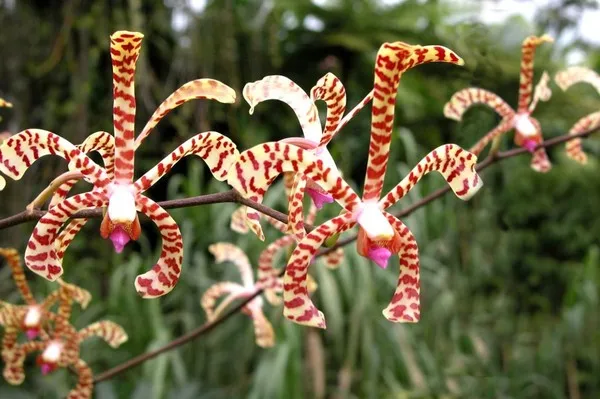 Hòn đảo “kỳ diệu” giúp bạn tăng chiều cao ảnh 8