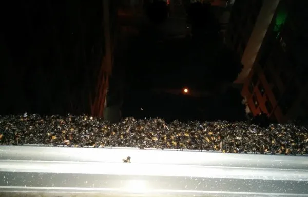 Sốc khi hàng ngàn con ong đậu ngoài cửa sổ 2