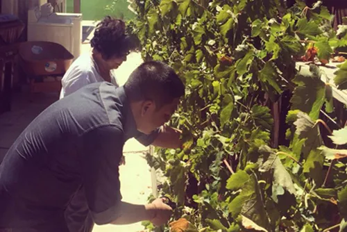 Nhà chồng Kim Hiền ở Mỹ có khu vườn nhỏ xanh mát trồng nhiều cây trái và rau.