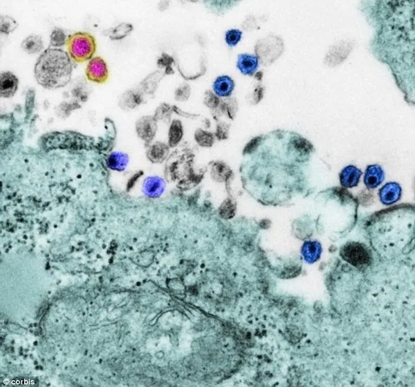 Bao cao su đầu tiên được thiết kế để tiêu diệt virus HIV 2 Bao cao su đầu tiên được thiết kế để tiêu diệt virus HIV 2