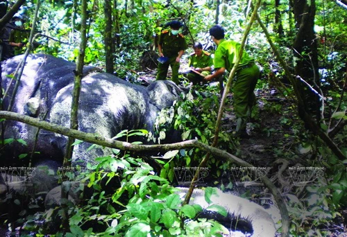 Trong những năm gần đây, do những thay đổi lớn về điều kiện tự nhiên và tác động nhiều mặt của con người đã làm suy giảm diện tích rừng tự nhiên, môi trường sống của voi. Điều này làm ảnh hưởng trực tiếp đến nơi cư trú và tập tính sinh thái của voi, làm cho số lượng voi hoang dã cũng như voi nhà, trong 34 năm gần đây suy giảm nhanh chóng.