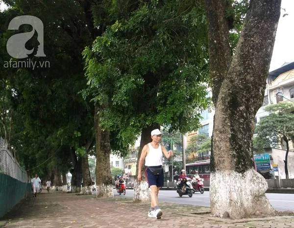 Người Hà Nội tiếc nuối hàng chục cây cổ thụ sắp bị chặt bỏ 4