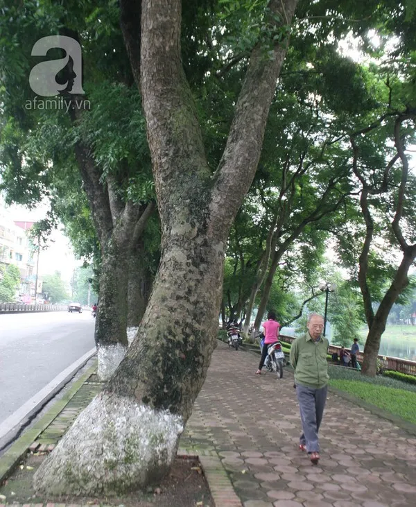 Người Hà Nội tiếc nuối hàng chục cây cổ thụ sắp bị chặt bỏ 3