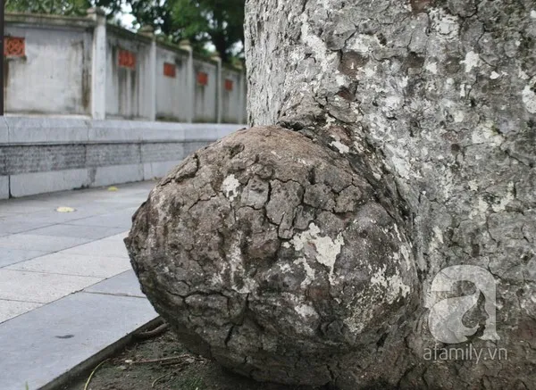 Người Hà Nội tiếc nuối hàng chục cây cổ thụ sắp bị chặt bỏ 12