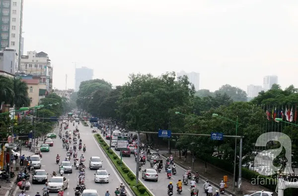 Người Hà Nội tiếc nuối hàng chục <a href='https://plo.vn/tu-khoa.html?q=cây cổ thụ' title='cây cổ thụ'>cây cổ thụ</a> sắp bị chặt bỏ 1