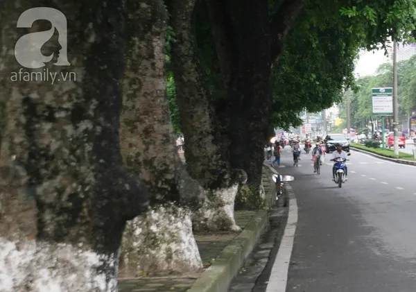 Người Hà Nội tiếc nuối hàng chục cây cổ thụ sắp bị chặt bỏ 11
