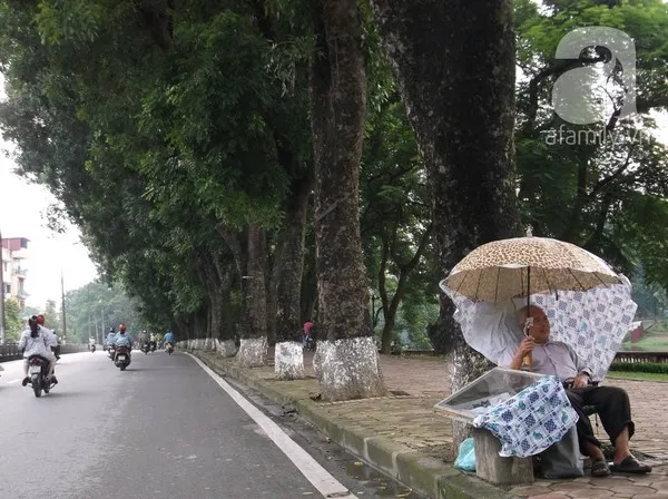 Người Hà Nội tiếc nuối hàng chục cây cổ thụ <a href='https://plo.vn/tu-khoa.html?q=sắp' title='sắp'>sắp</a> bị chặt bỏ 5