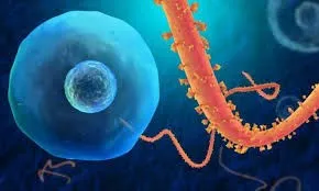Virus Ebola tấn công cơ thể con người như thế nào? ảnh 3