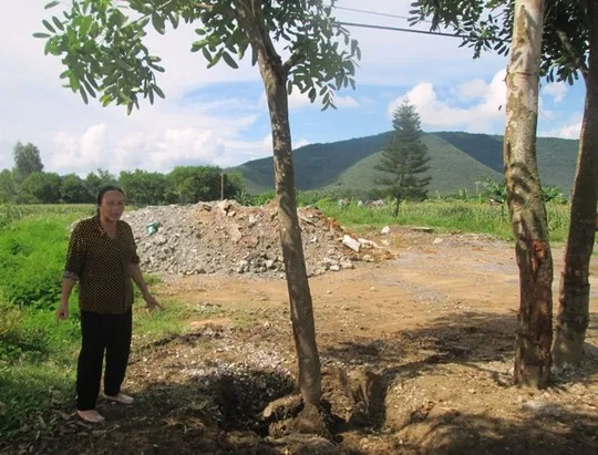 Số cây xà cừ xảy ra tranh chấp giữa gia đình bà Sâm với ông Phát