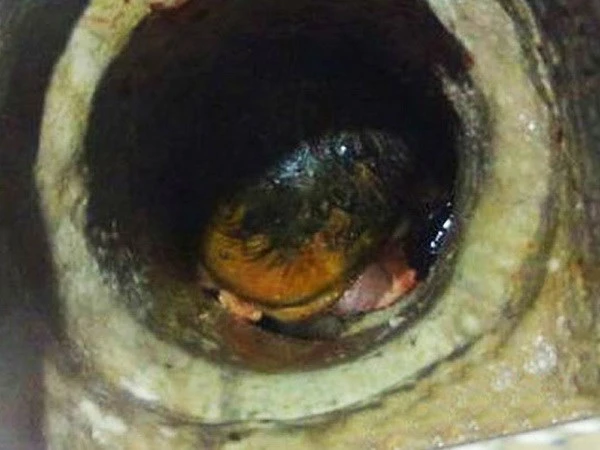 Kỳ công giải cứu bé sơ sinh bị mẹ bỏ rơi trong ống thoát nước ảnh 1