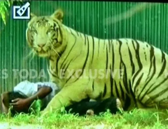Nam sinh bị hổ trắng vồ chết trong vườn thú